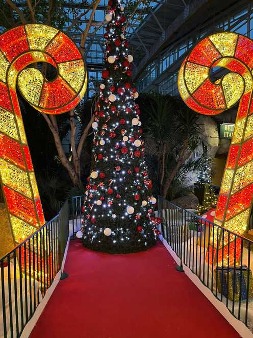 A large, lit-up christmas tree stands indoors on a red carpet, with barriers either side and two giant illuminated candy canes in front