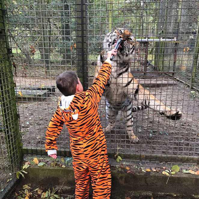 Stanley feeding a tiger pieces of meat.