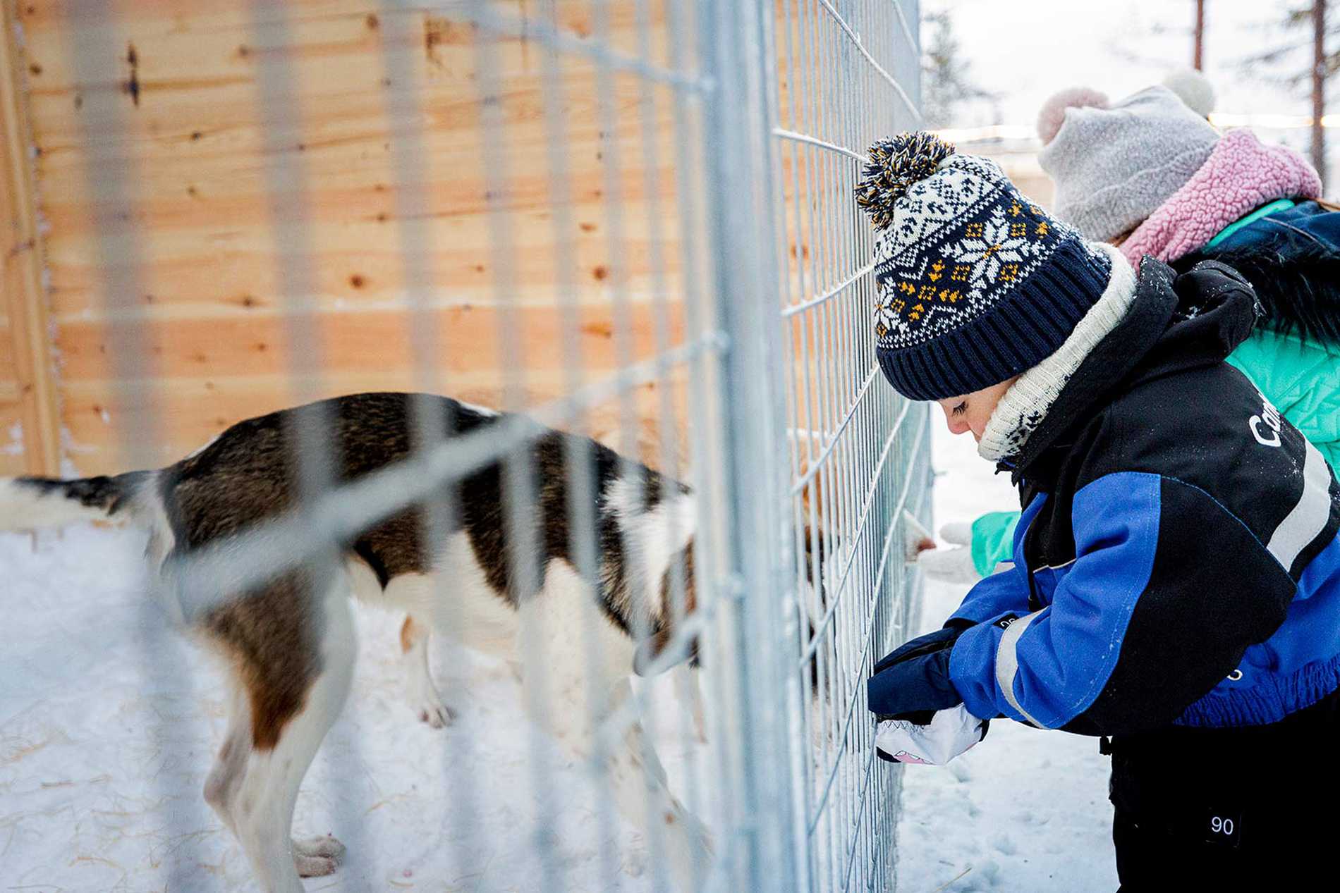 James feeding a husky through the bars of its cage.