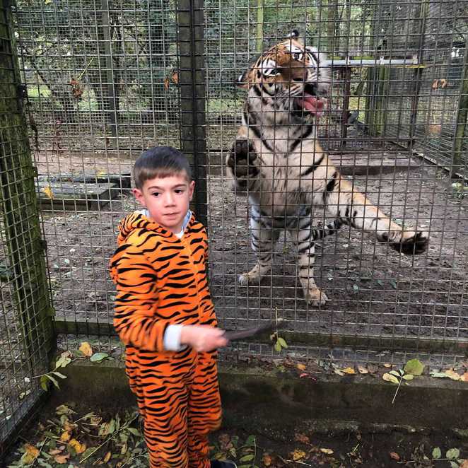 Stanley looking towards the camera while a tiger stands with its paws up against the cage behind him.
