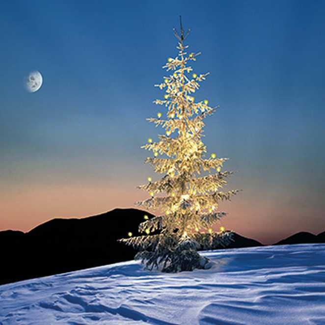 A Christmas card design featuring a lone Christmas tree in the moonlight.