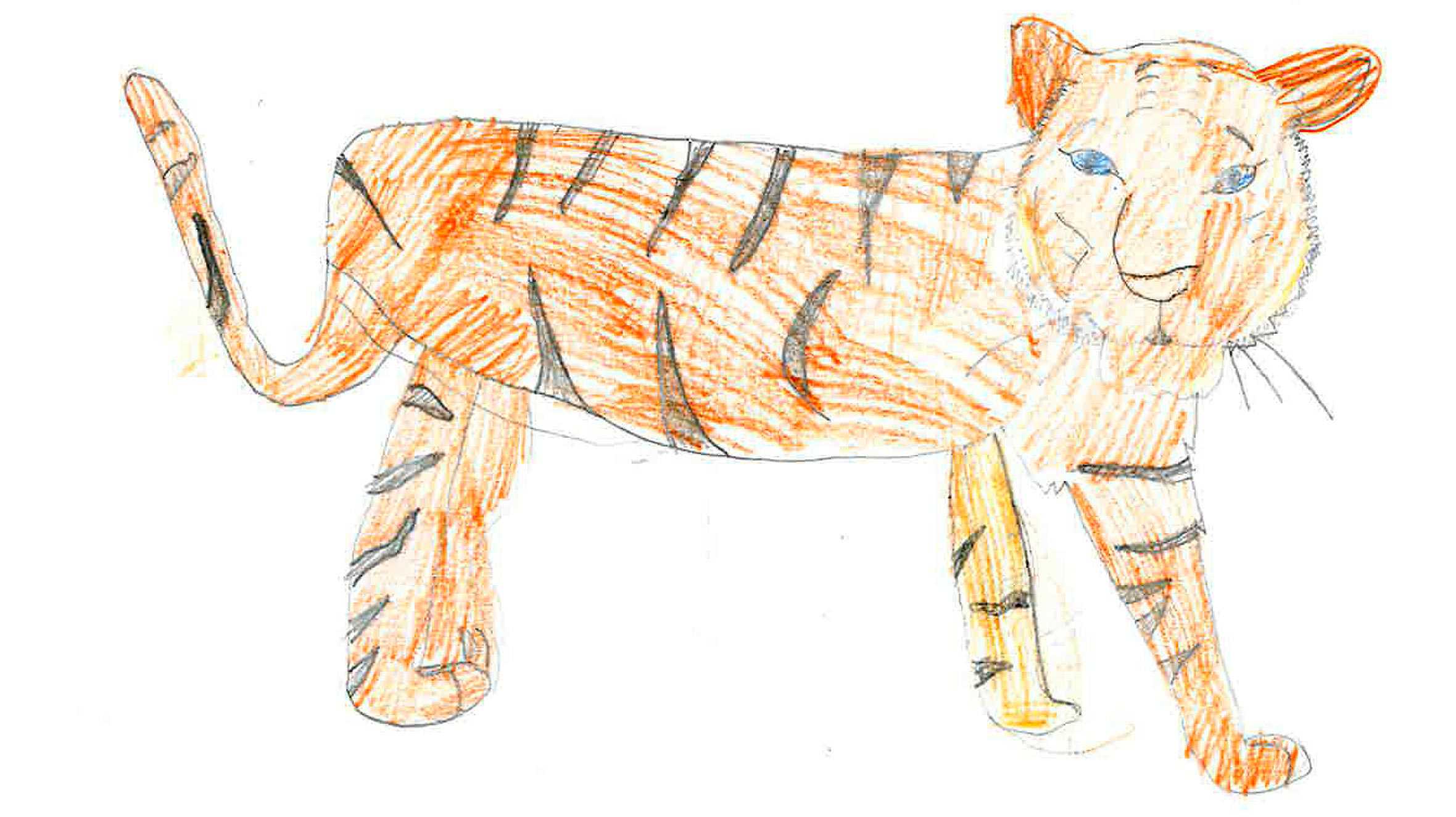 Wish child, Stanley's drawing of a tiger