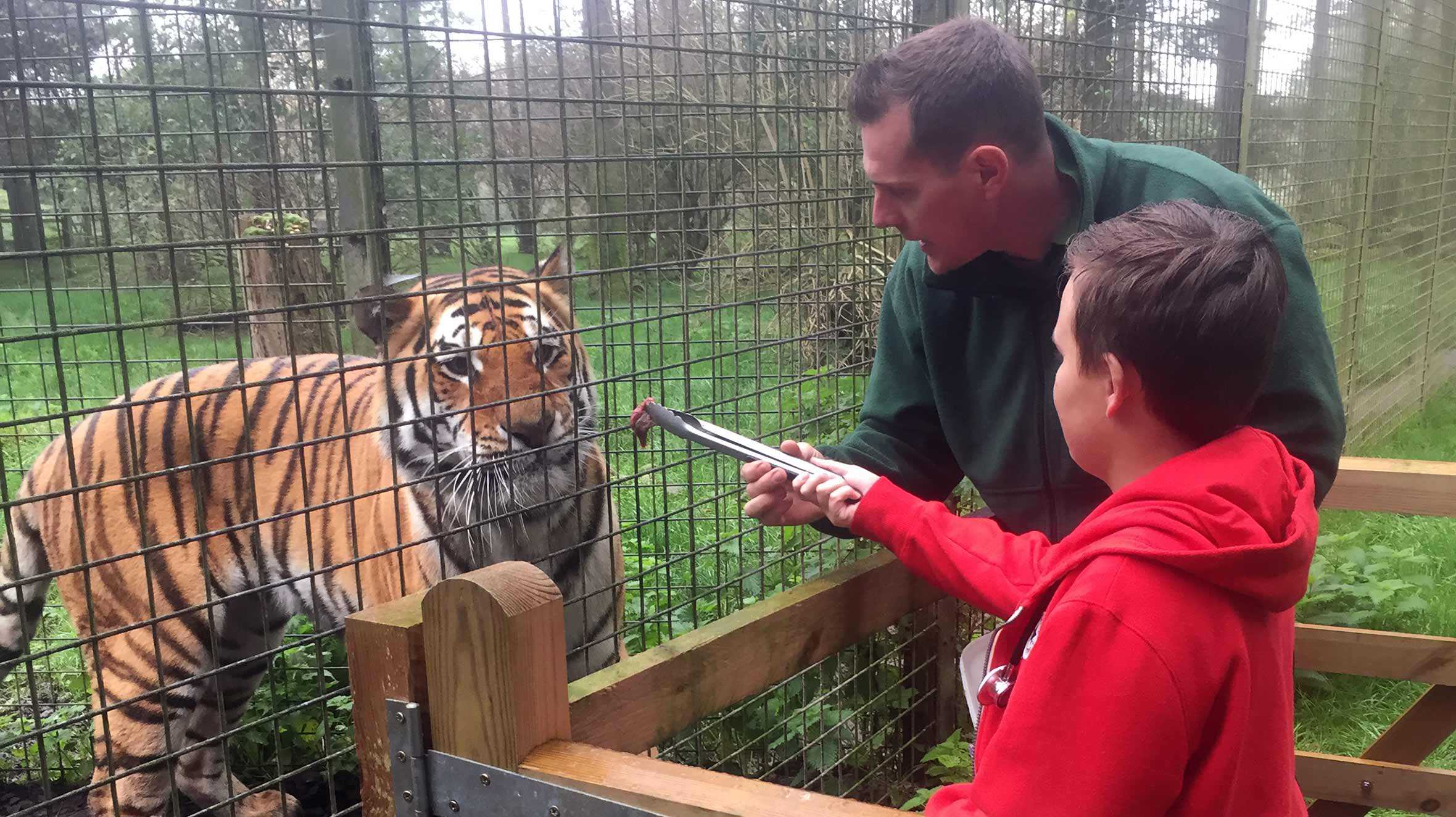 Harrison and a member of the zoo's staff feeding a piece of meat to a tiger.