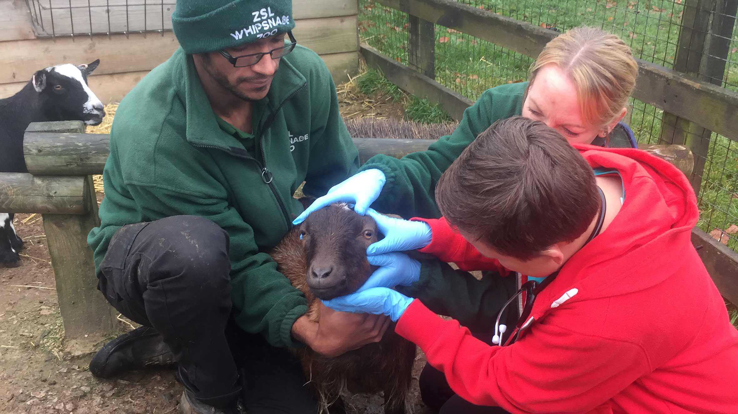 A couple of members of zoo staff helping Harrison to feed one of the goats.